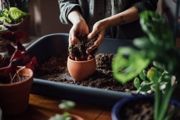 Should You Sterilize Potting Soil Before Reusing It? Pros & Cons
