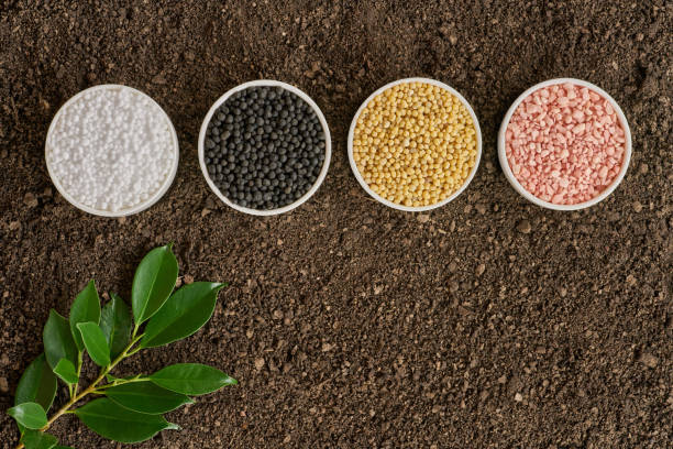 Signs of Over Fertilizing Plants: A Visual Guide