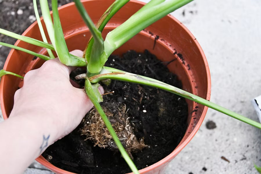 Small Plant Mistakes That Add Up Over Time