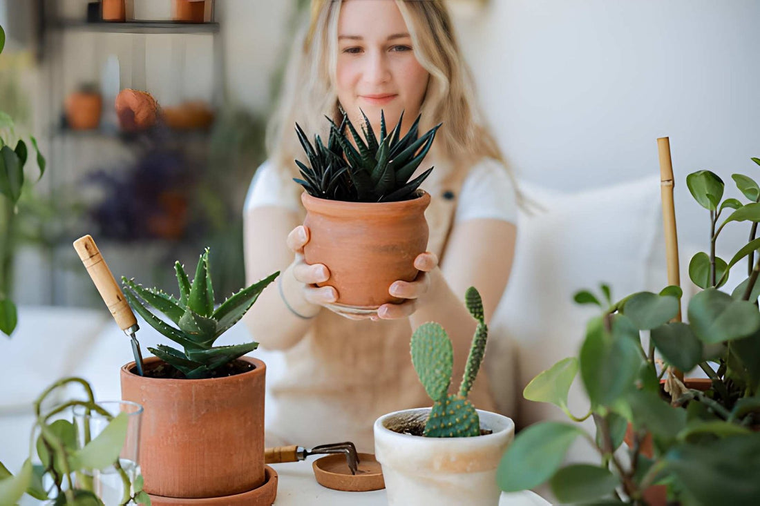 Succulent Care Mistakes That Kill Your Plants
