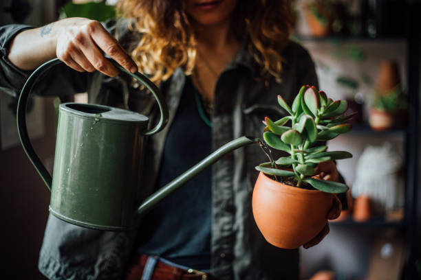 Succulent Care for Beginners: Grow Thriving Plants