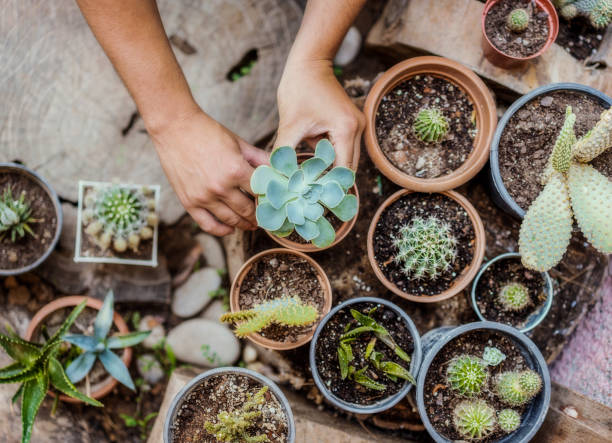 Succulent Fertilizer DIY: 2 Easy & Safe Recipes