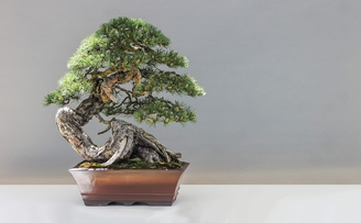The History of Bonsai Trees