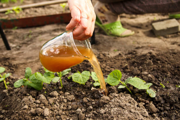 The Best Liquid Fertilizer for Vegetables