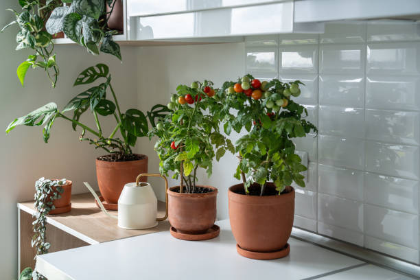 The Easiest Edible Plants to Grow Indoors All Year Long
