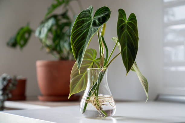 The Hidden Cause Behind Sudden Slowdowns in Plant Growth