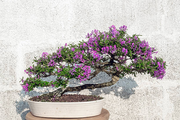 The Quiet Discipline Behind Beautiful Bonsai