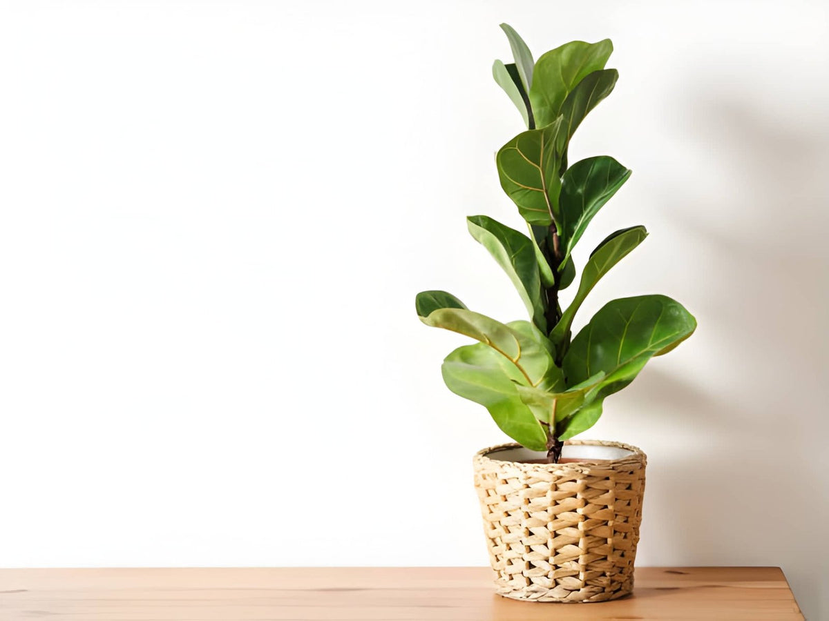 The Real Way to Grow a Healthy Fiddle Leaf Fig Indoors