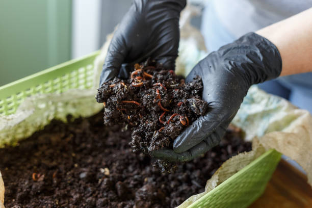 The Truth About Worm Castings for Indoor Plants