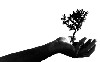 Tips for Choosing the Proper Bonsai Planters