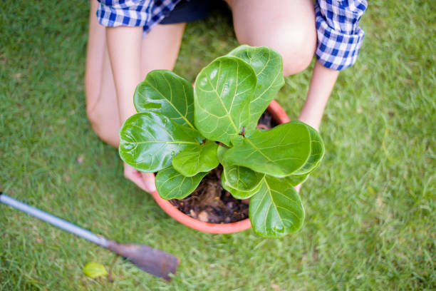 Title Best Fertilizer For Fiddle Leaf Fig: Your 2026 Guide to Thriving