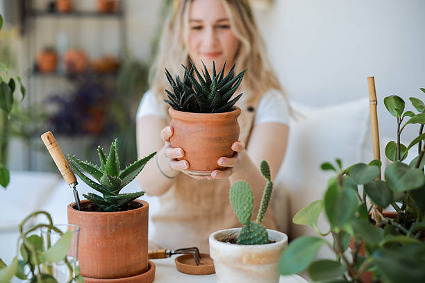 Title Your Ultimate Succulent Potting Mix Recipe
