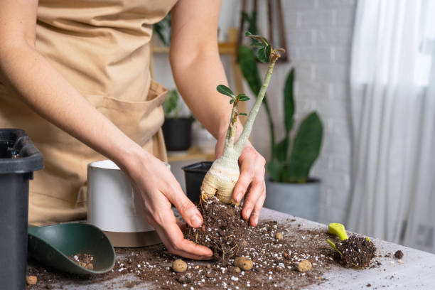 Transplanting Bonsai Trees: Expert Guide