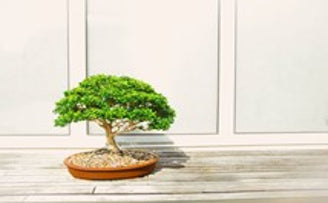 Create A Bonsai Kit for Your Valentine