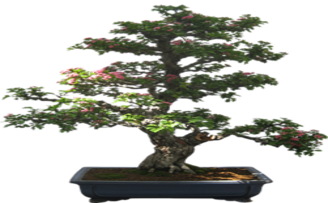 What are the Proper Conditions for Growing Bonsai Trees?