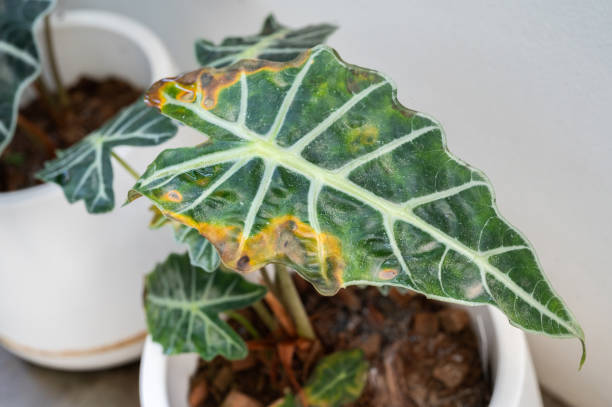 What Causes Weak Leaf Growth? The Science Behind Slow Development