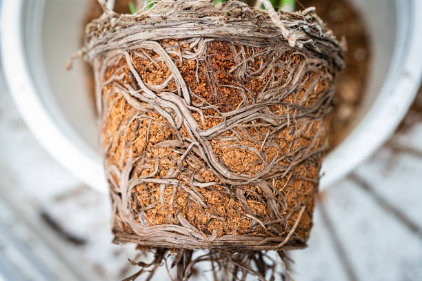 What Is Rootbound and How Do You Fix It?