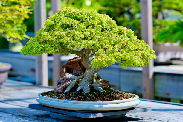 What Patience and Balance Really Mean with Bonsai