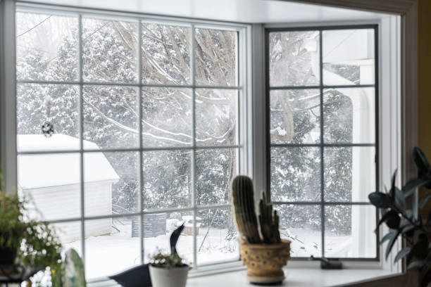 When Days Get Short: How Houseplants Change in Winter 