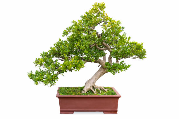 When to Repot a Bonsai: A Guide for a Thriving Tree