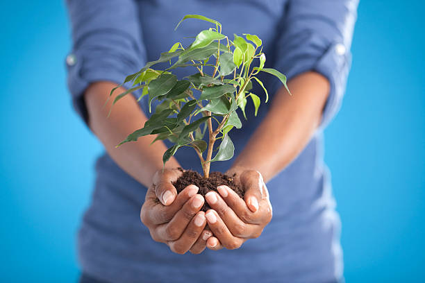 Where to Get Bonsai Trees: A Beginner's Guide
