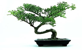 Why are Bonsai Trees Worth So Much?