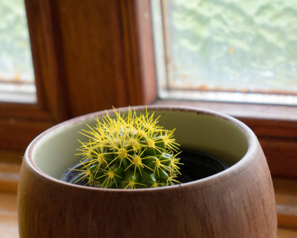 Why Are My Cactus Turning Yellow? Get the Fix!