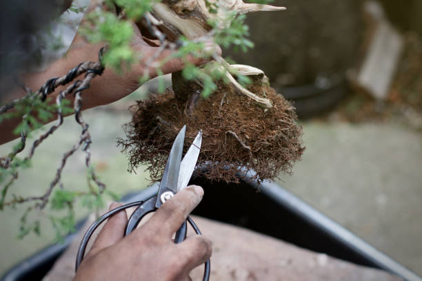 Why Soil Matters for Healthy Juniper Bonsai Trees
