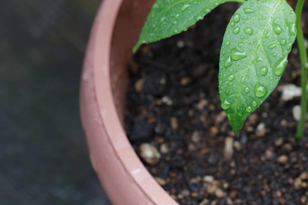Why Humidity Drops After Repotting — And How to Fix It – Leaves and Soul