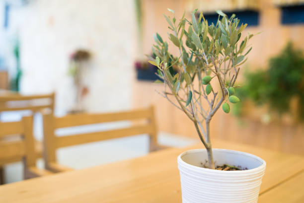 Why Indoor Olive Trees Struggle — And How to Keep Them Alive