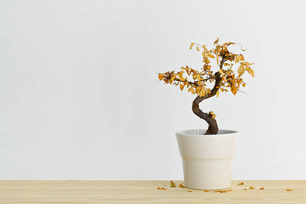 Why Is My Bonsai Losing Leaves? Get Answers!