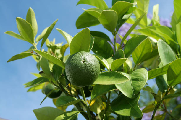 Why Lime Trees Drop Fruit Early (And How to Help Them Hold On)