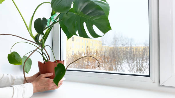 Why Plants Drop Leaves in Winter (Even Indoors) 