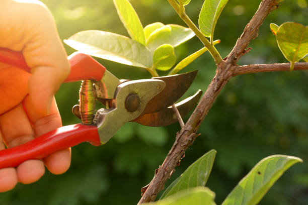 Why Pruned Plants Redirect Energy to New Growth Points
