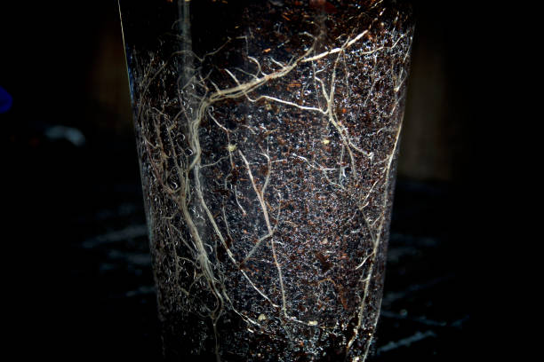 Why Some Cuttings Root Faster in Complete Darkness