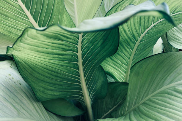 Why Some Leaves Create Natural “Self-Watering” Systems
