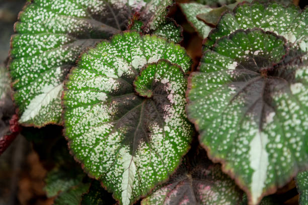 Why Some Plants Grow in Fibonacci Spirals