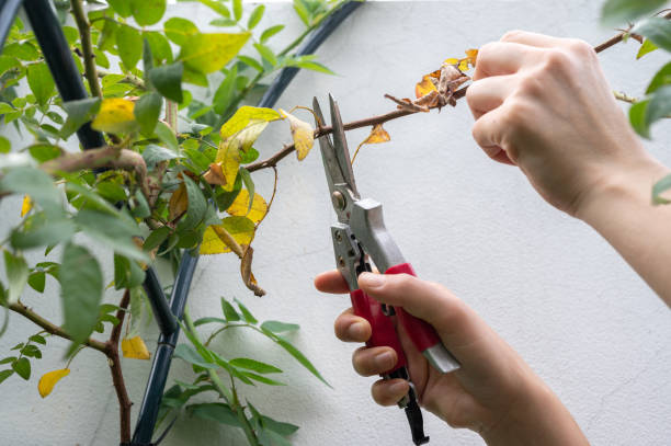 Why Some Plants Lose Growth After Heavy Pruning