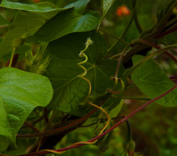 Why Some Plants Twist or Spiral as They Grow