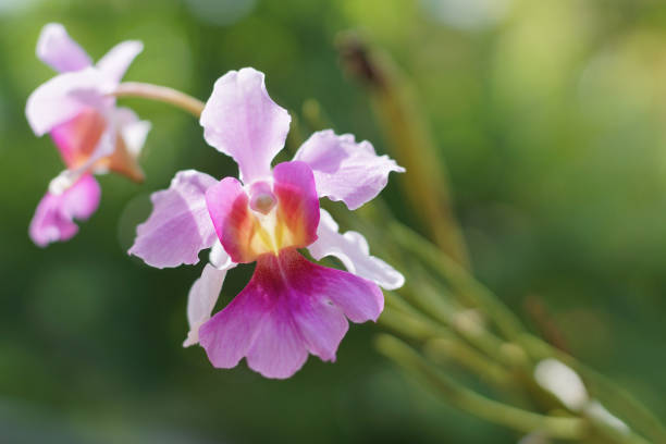 Why Your Orchid Isn't Blooming (And How to Encourage More Flowers)