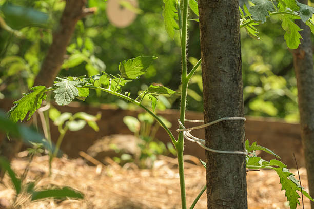 Why Your Tomato Plant Has Lots of Leaves But No Tomatoes