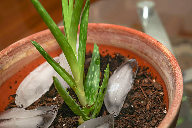 Are Ice Cubes Safe for Watering Sensitive Houseplants?