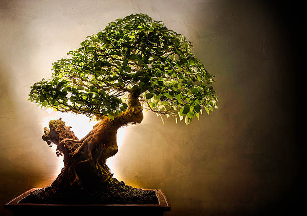 Winter Bonsai Care: The Season Most People Get Wrong 