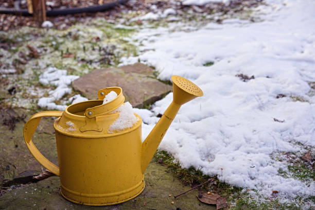 Winter Watering: The Habit That Saves More Plants Than Anything Else 