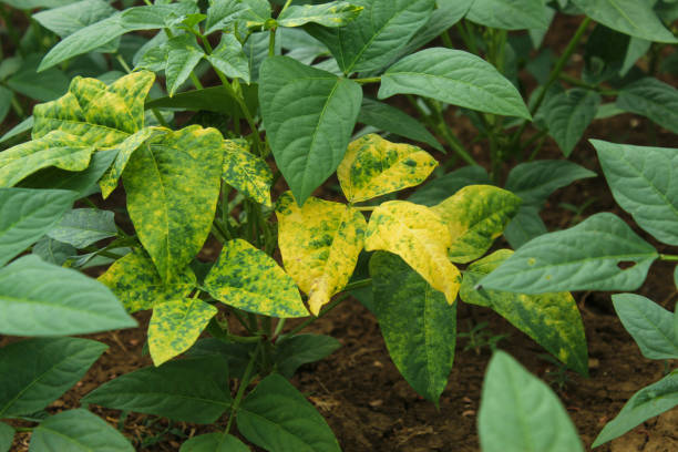 Yellow Leaves Aren’t Always a Problem. Here's why