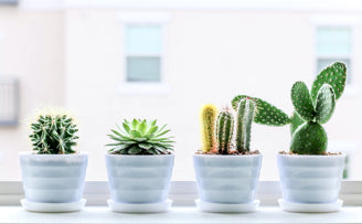 Breathe Life into Your Space by Growing a Succulent