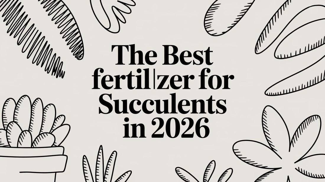 The Best Fertilizer for Succulents in 2026