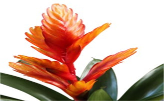 What is an Orchid and Bromeliad?