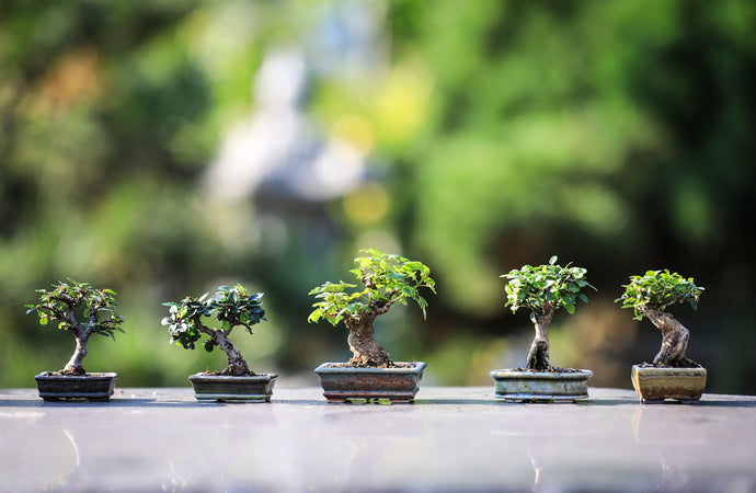 The Different Types of Bonsai