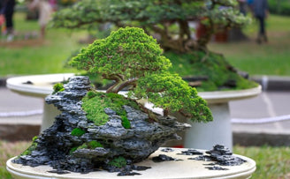 How to Spot a Quality Bonsai Accessory Seller on Amazon